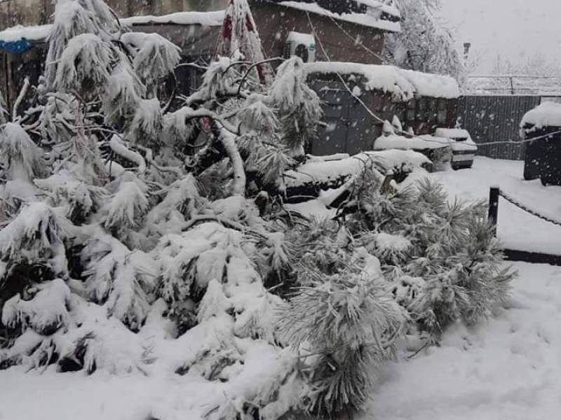 4 თებერვალს ცაგერის მუნიციპალიტეტში მოსულმა ინტენსიურმა ნალექმა დააზიანა ხეები ქალაქ...